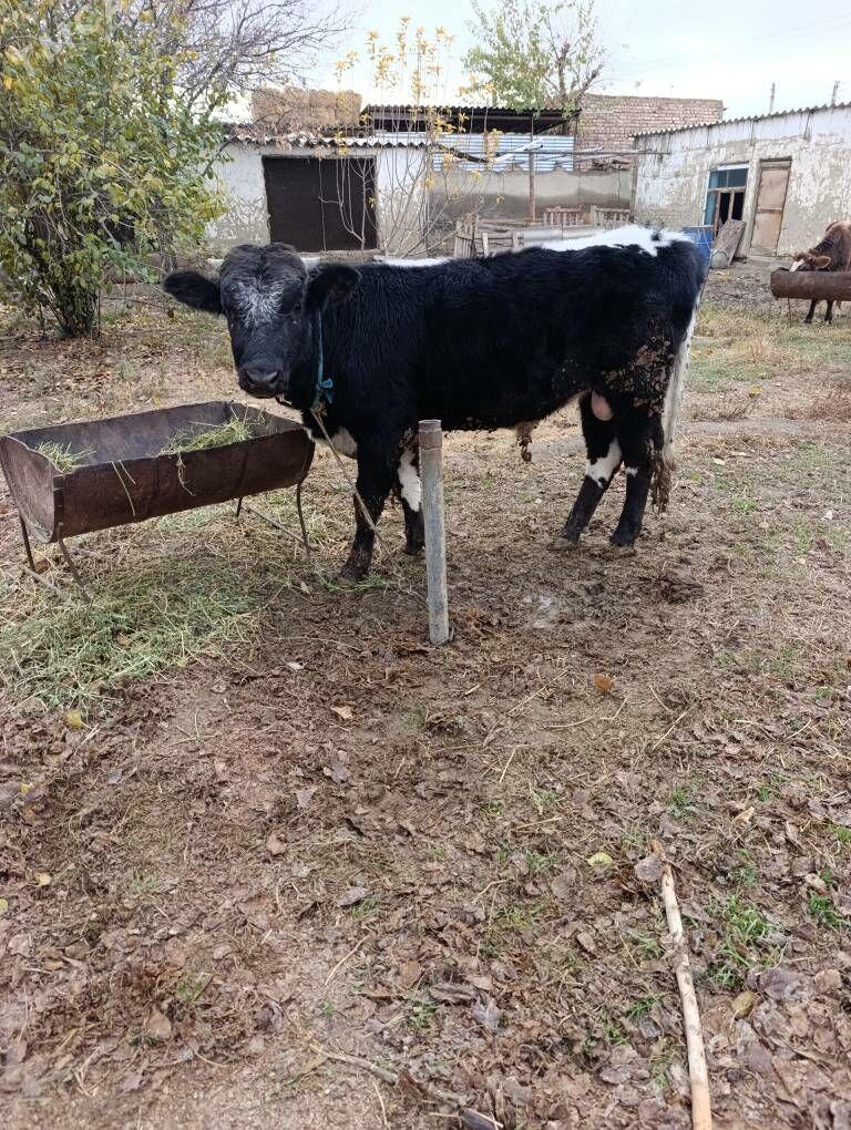 Öküz tohum - Бахарден - img 3