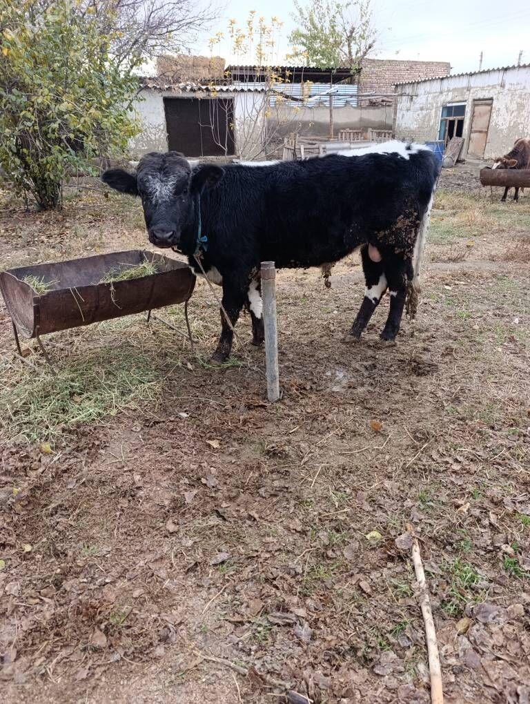 Öküz tohum - Бахарден - img 5