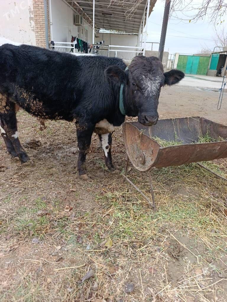 Öküz tohum - Бахарден - img 4