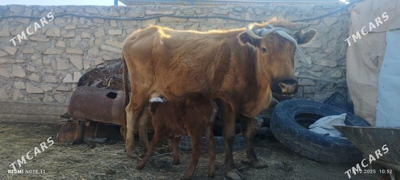 Sygyr - Esenguly - img 1