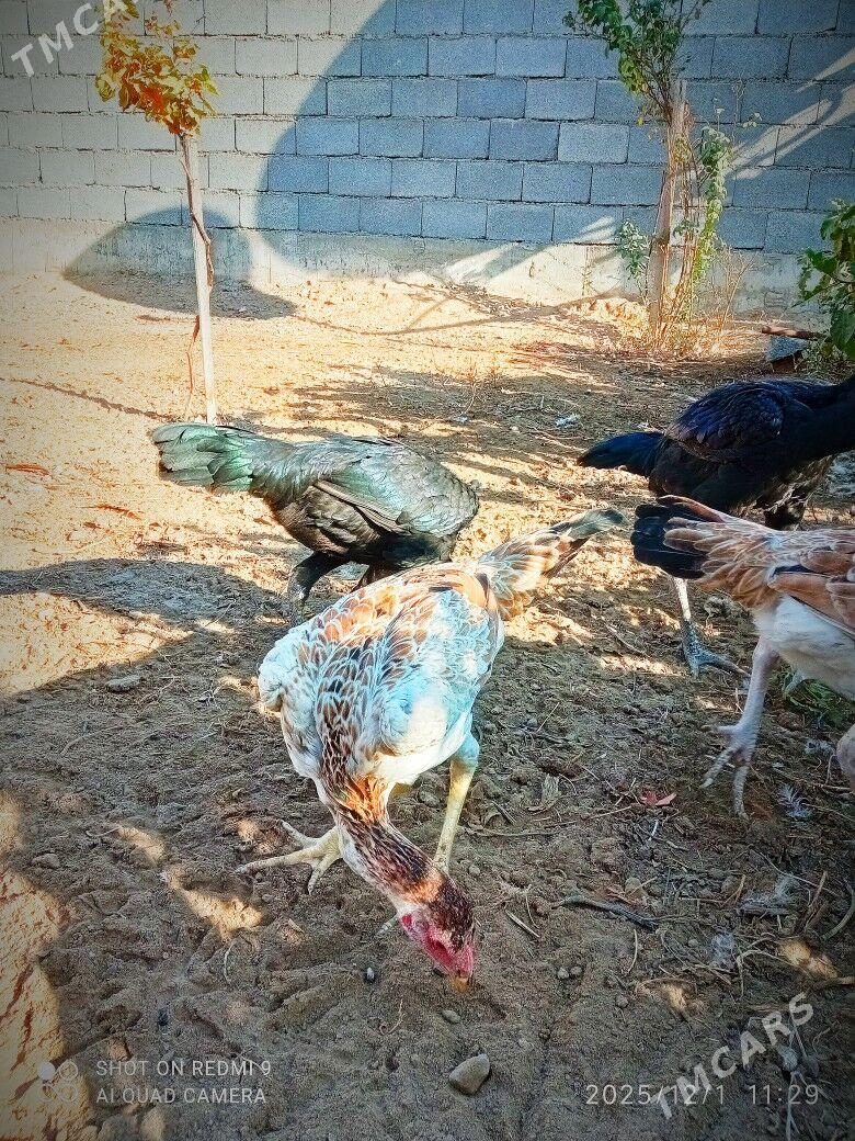 Taşkent - Ашхабад - img 1