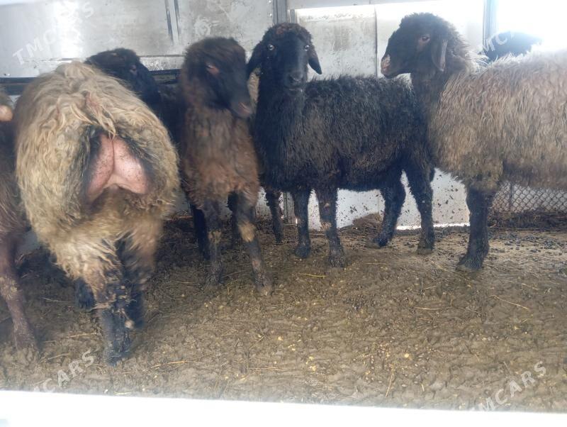 goyunlar - Çoganly - img 1