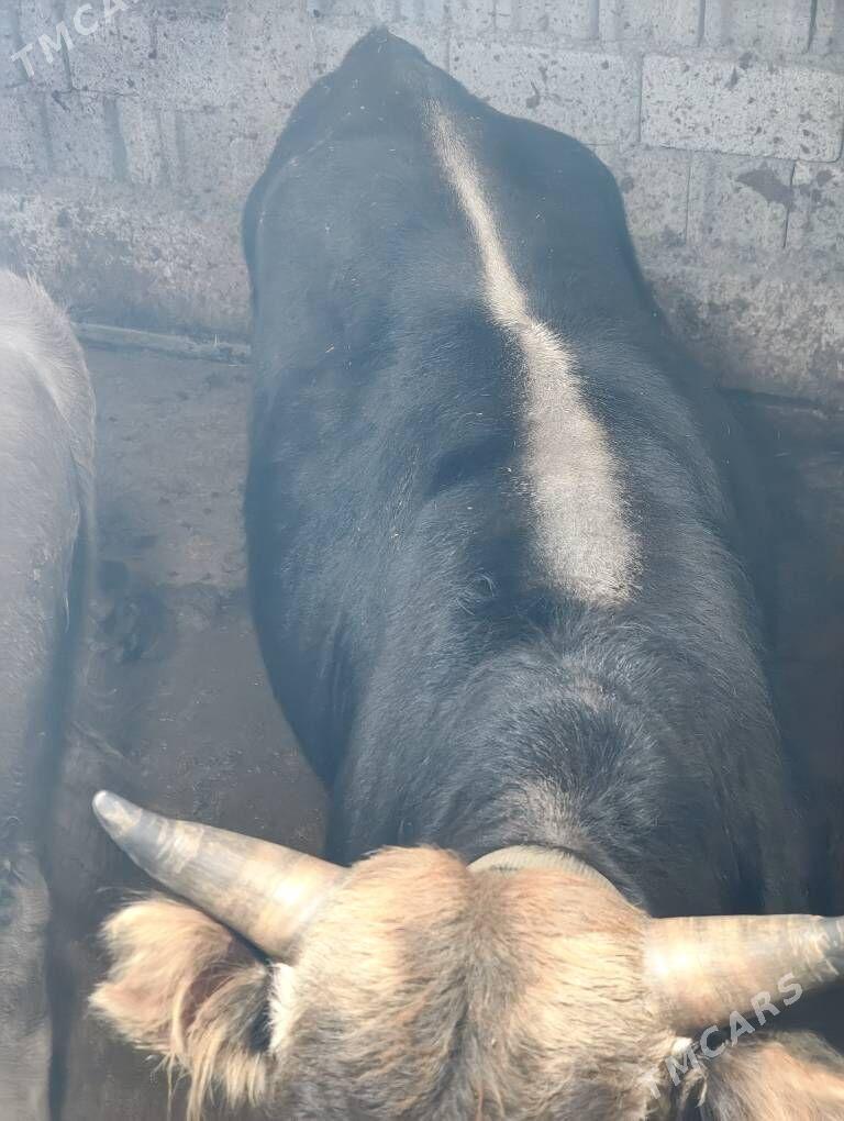 okuzler - Гёкдепе - img 1