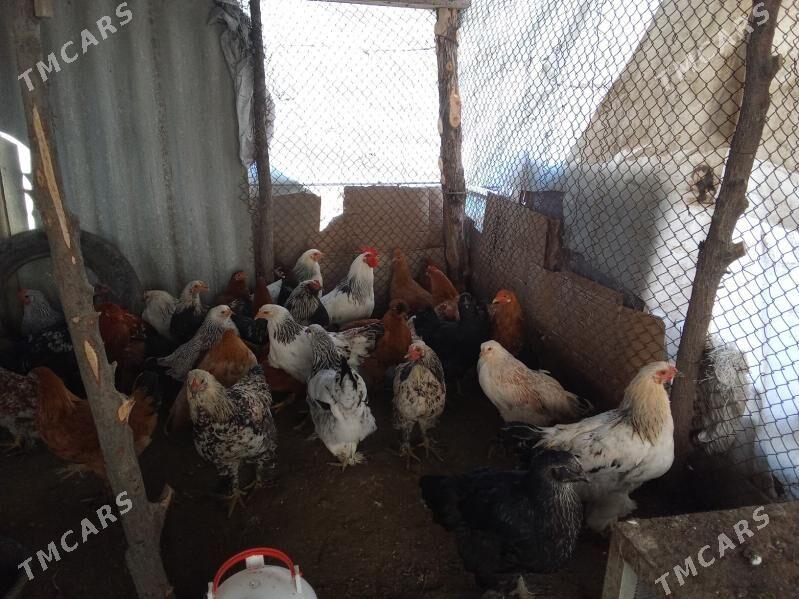 Brama towuk - Бахарден - img 1