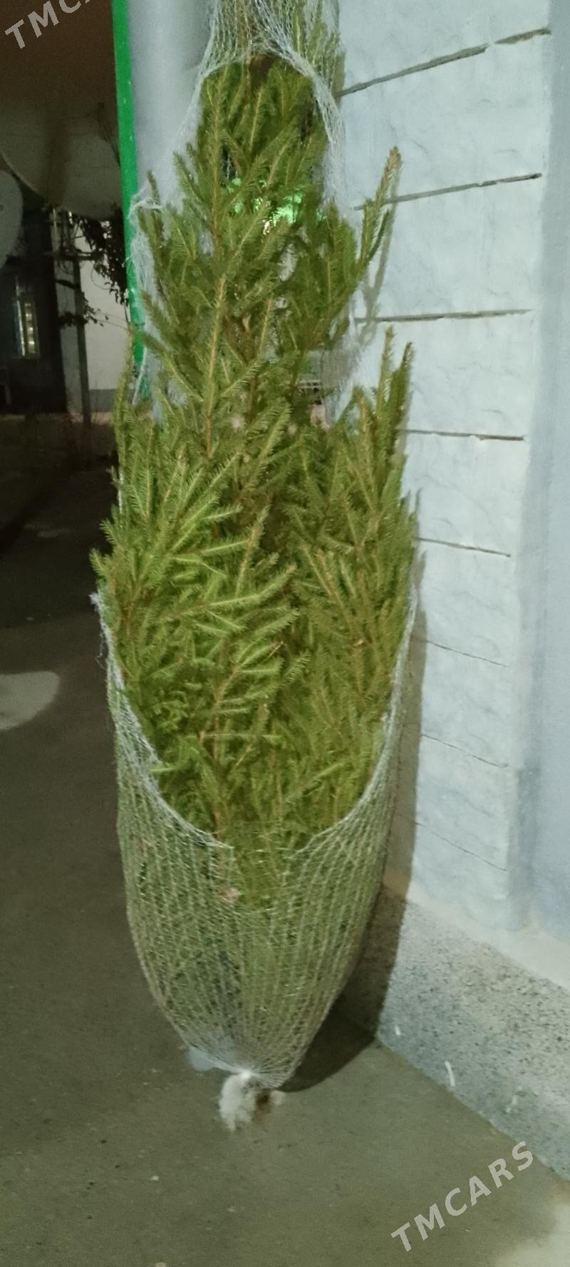 ёлка российские - Aşgabat - img 1