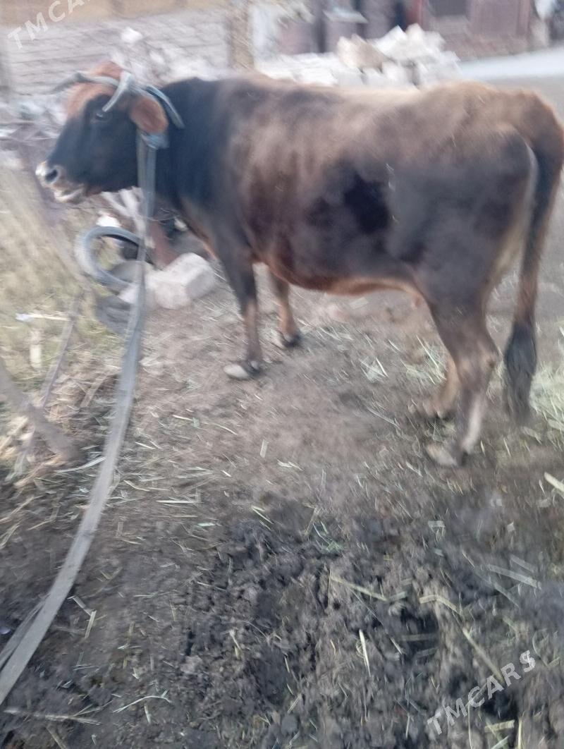 baklan sygyr - Tejen - img 1