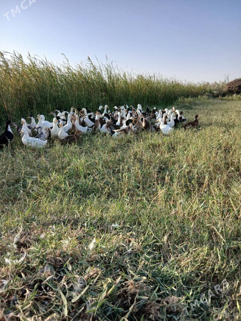 öÖrdek - Каракумский этрап - img 1