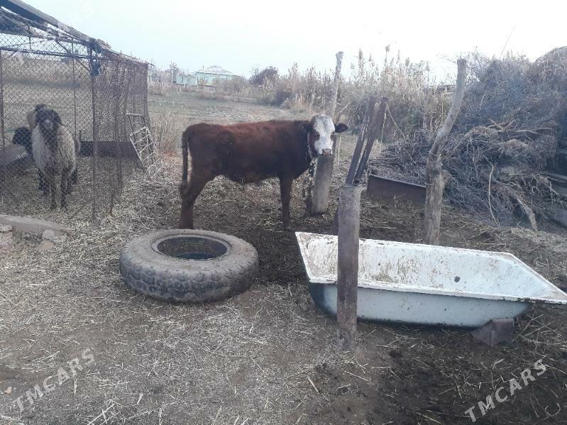 ökuzçe - Бабадайхан - img 1