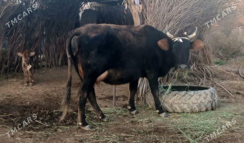 Goleli sygyr - Tejen - img 1