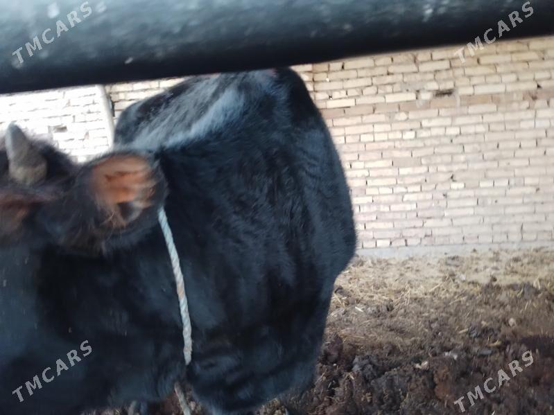 пародны унаджын - Türkmenabat - img 1