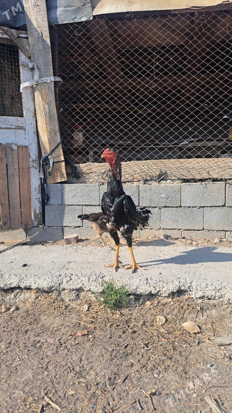 Taşgent horaz - Bagyr - img 1