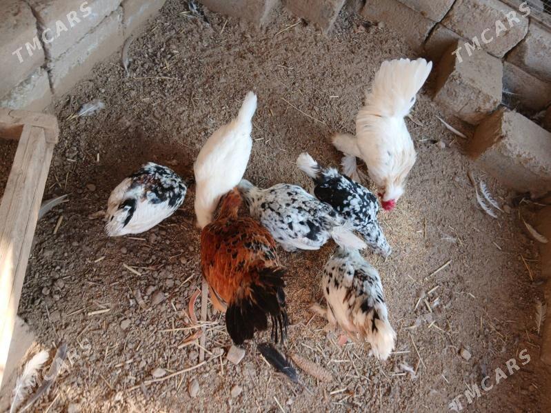 karlik - Туркменабат - img 1