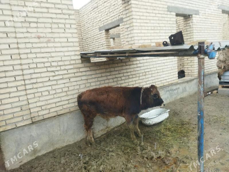 OKIZ - Bäherden - img 1