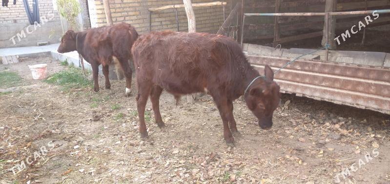 Öküzler - Чарджоу - img 1