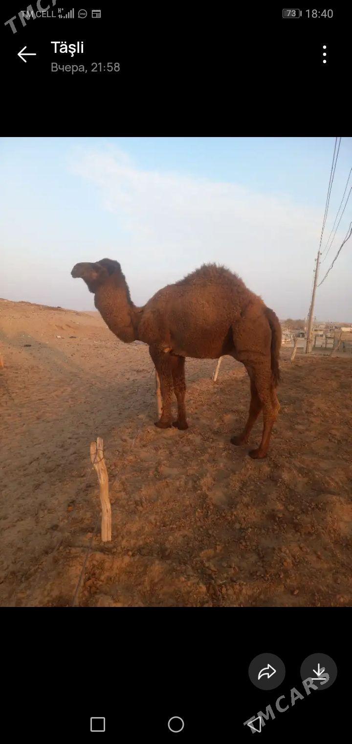 ERKEK - Balkanabat - img 1