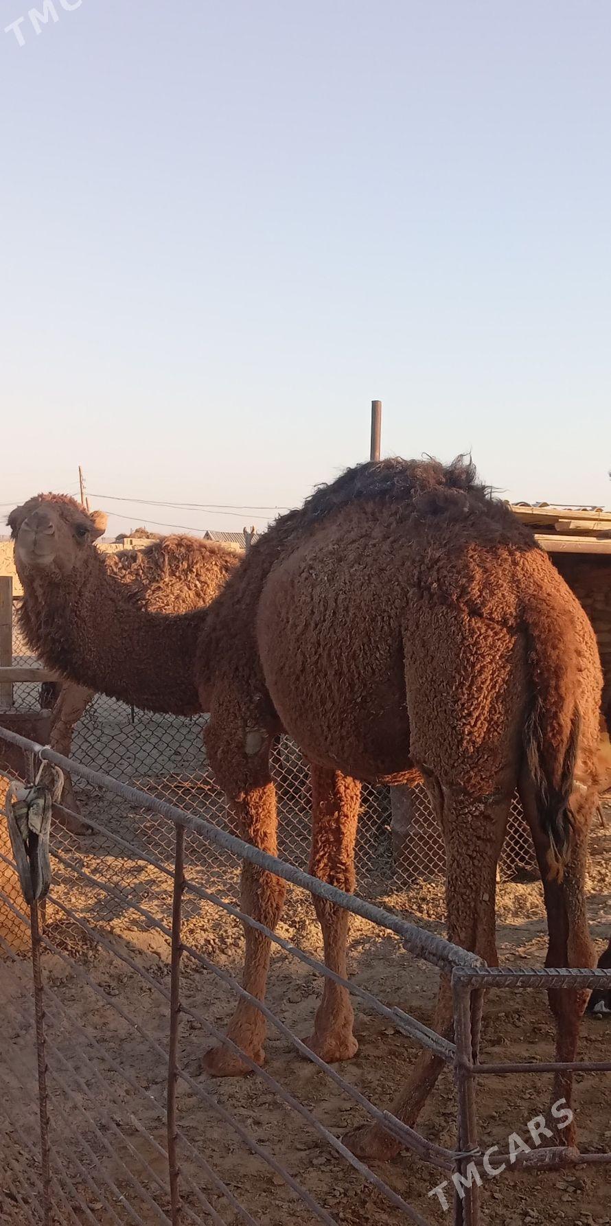 ogşuk - Bereket - img 1