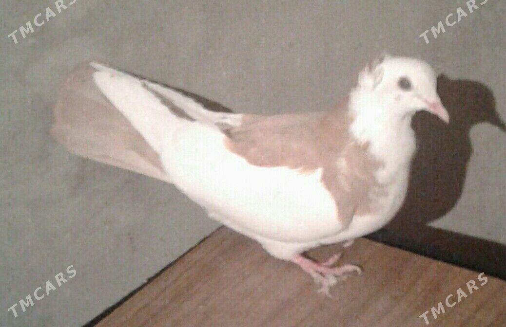 Kepderi - Mary - img 1