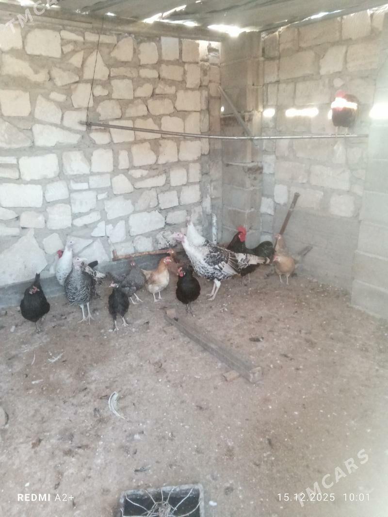 towyk induk - Балканабат - img 1