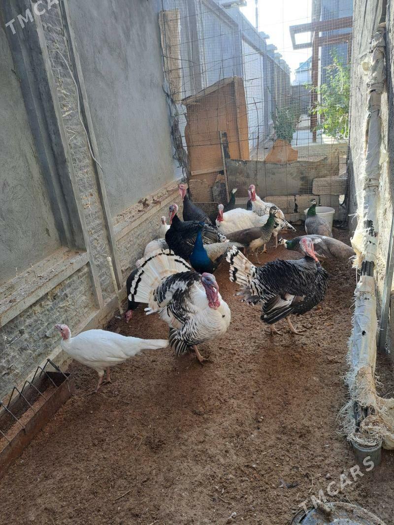 Induk.yumurtga - Ашхабад - img 1