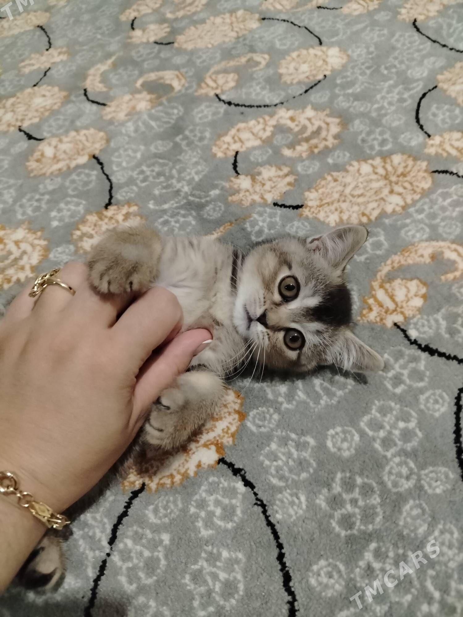 Шиншила парода пишижек - Балканабат - img 1