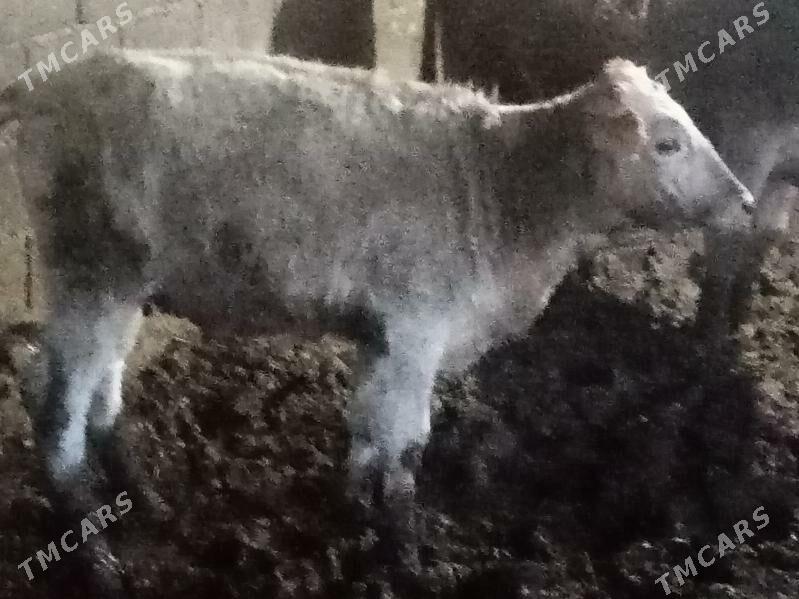 Tuwe - Гёкдепе - img 1