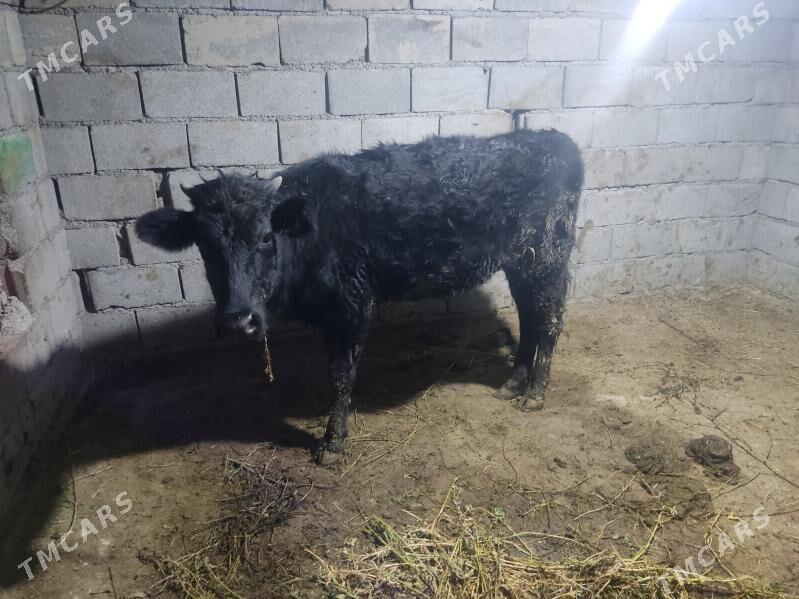 bakda duran tuwe - Gökdepe - img 1