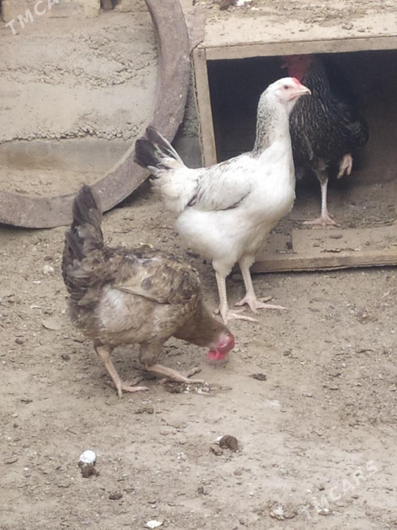 Towuk armiyan - Джебел - img 1