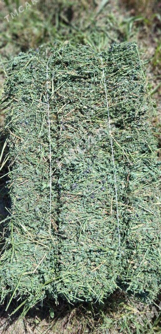 Yorunja Bede - Gyzylarbat - img 1