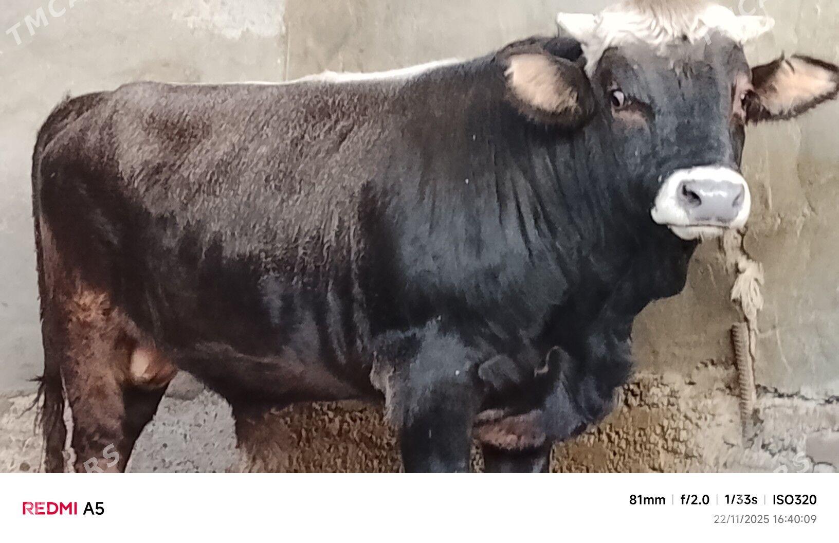 okuz - Бузмеин - img 1