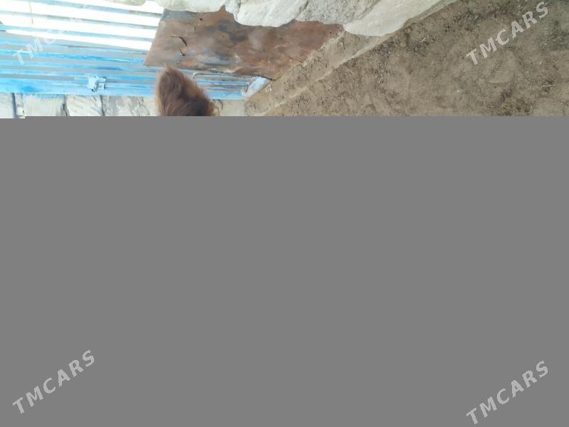 Ökuzçe - Джебел - img 1