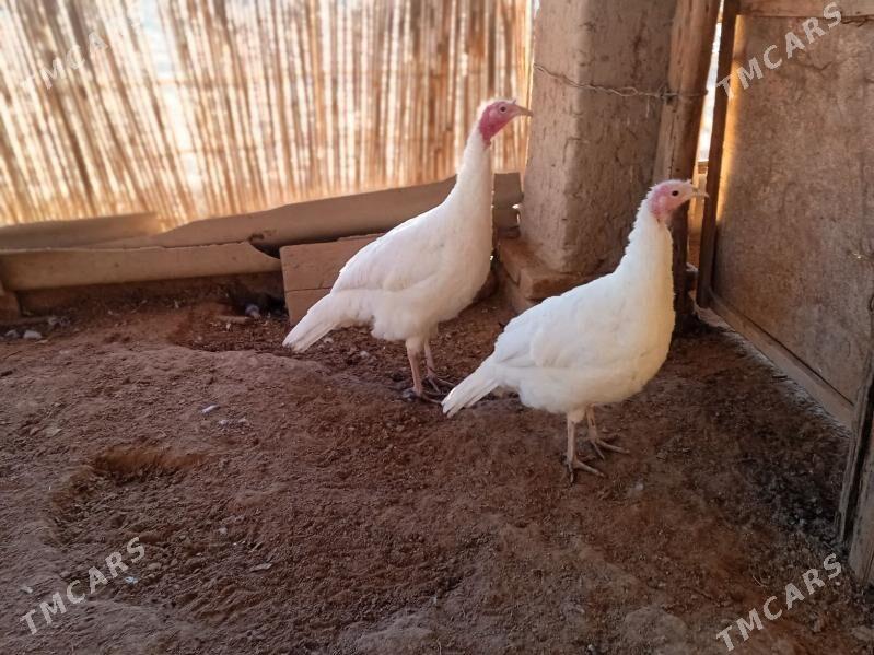 induk - Görogly (Tagta) - img 1