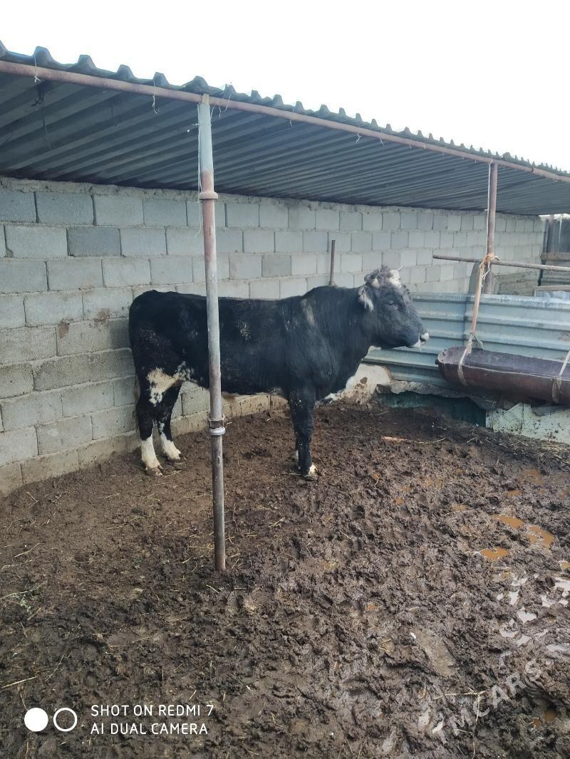 öküzler - Türkmenbaşy - img 1