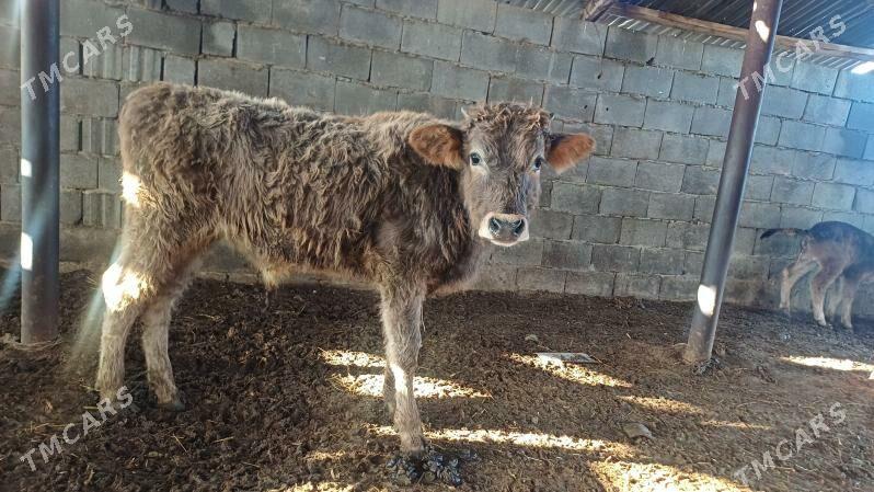 Göle - Ашхабад - img 1