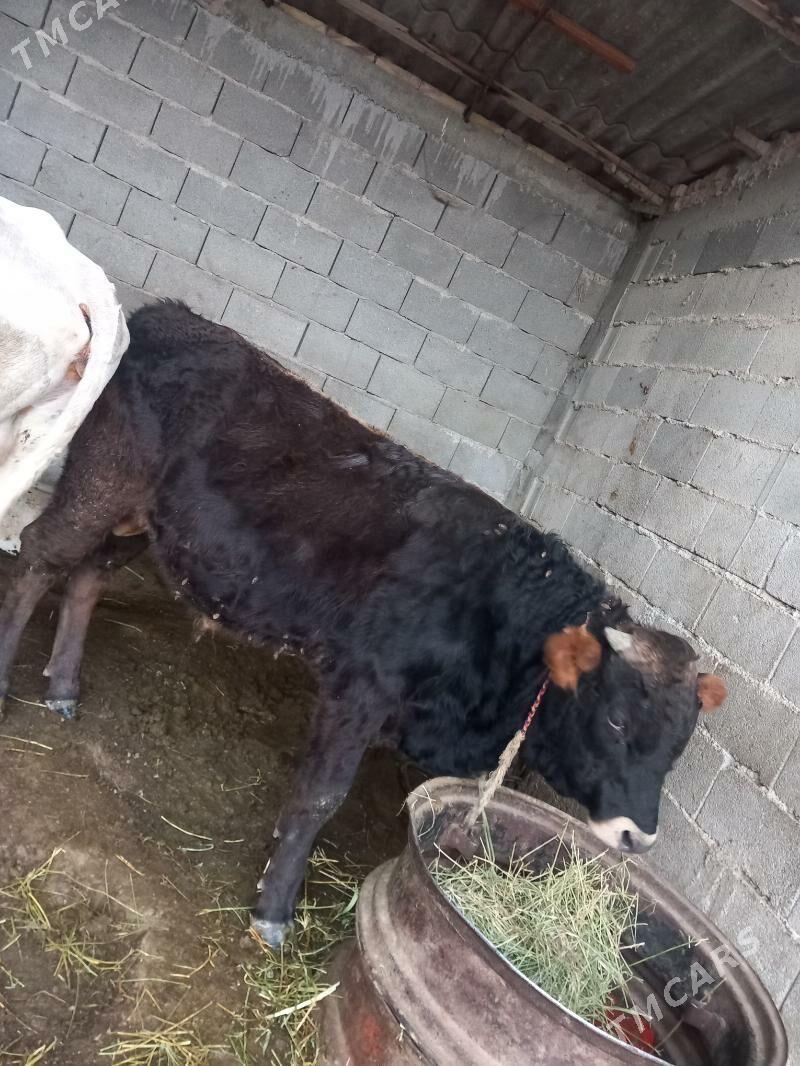 okuz - Гёкдепе - img 1