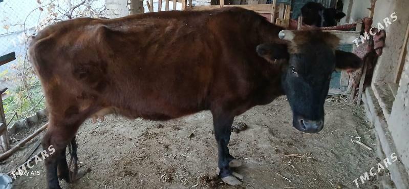 Göleli sygyr - Байрамали - img 1