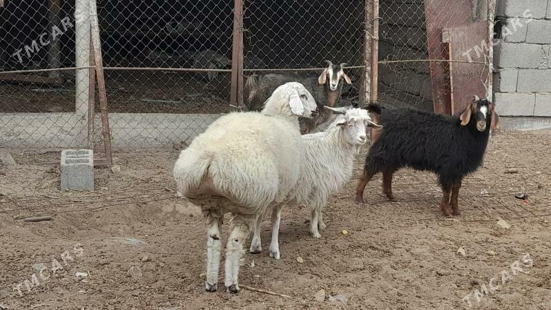 Işşek - Büzmeýin - img 1