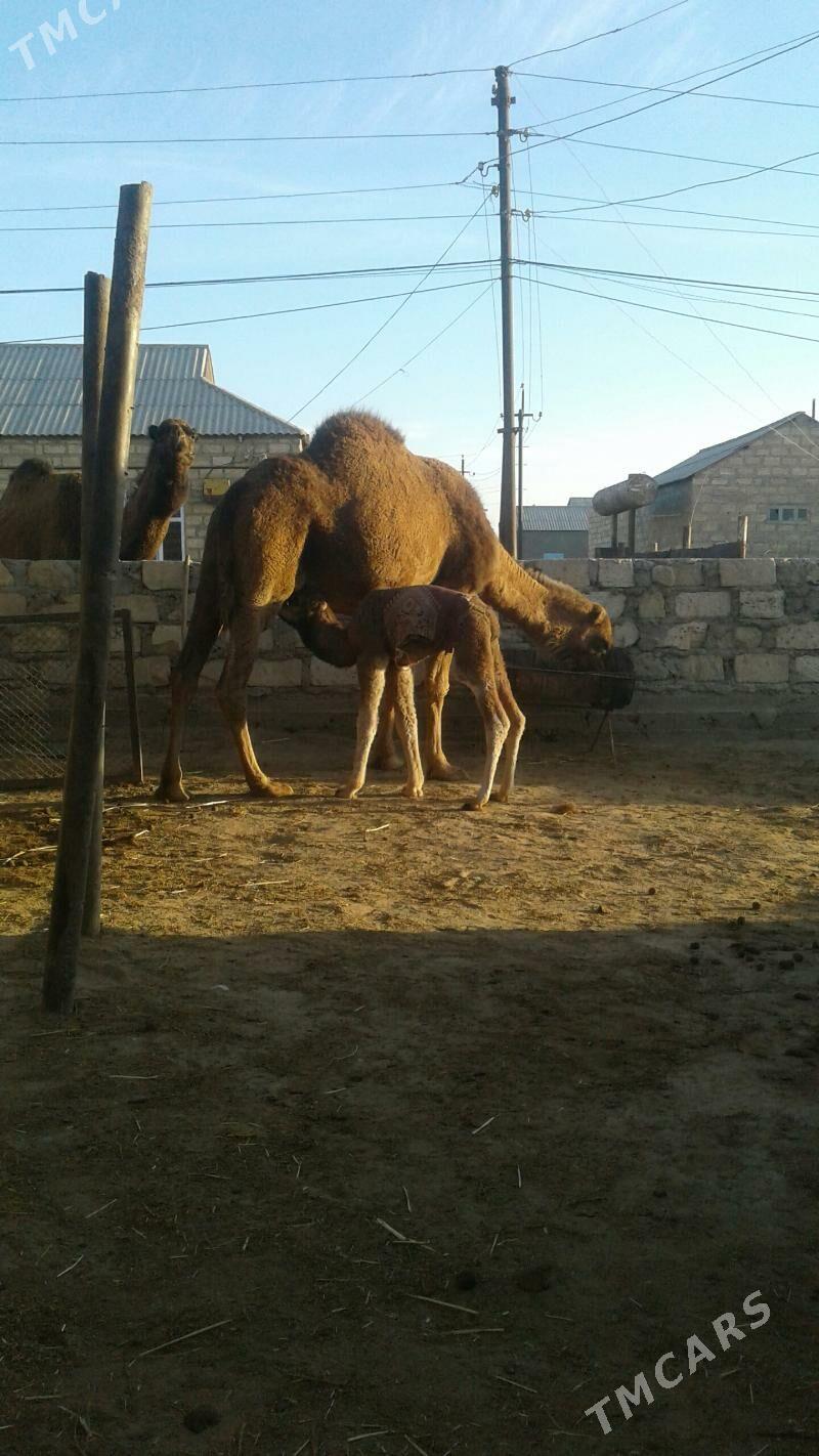 kosekli duye - Gumdag - img 1