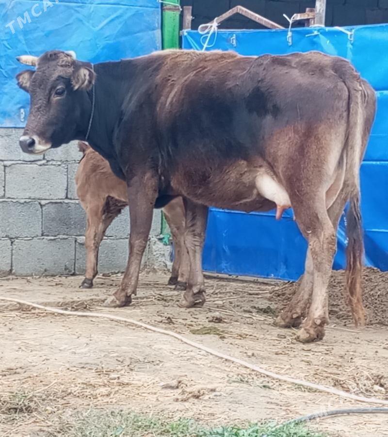 GÖLELİ SYGYR - Гёкдепе - img 1