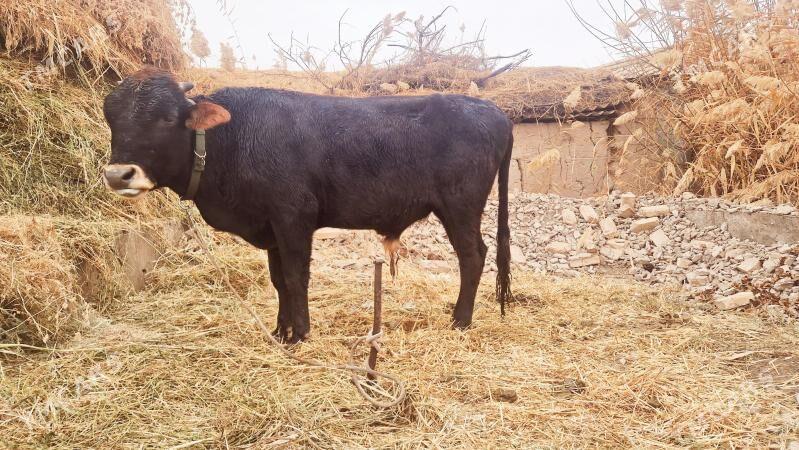 gara okuz - Türkmenabat - img 1