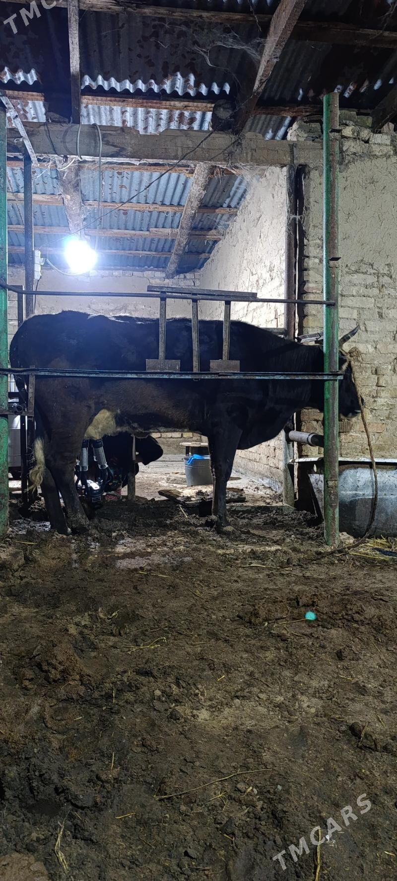 goleli sygyr - Ашхабад - img 1