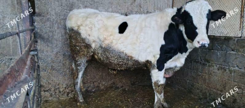 öküz ala - Ашхабад - img 1