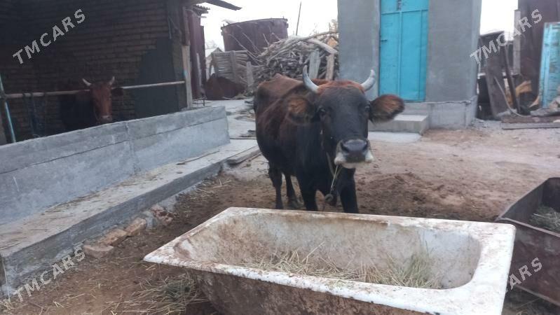 sygyr - Бабадайхан - img 1