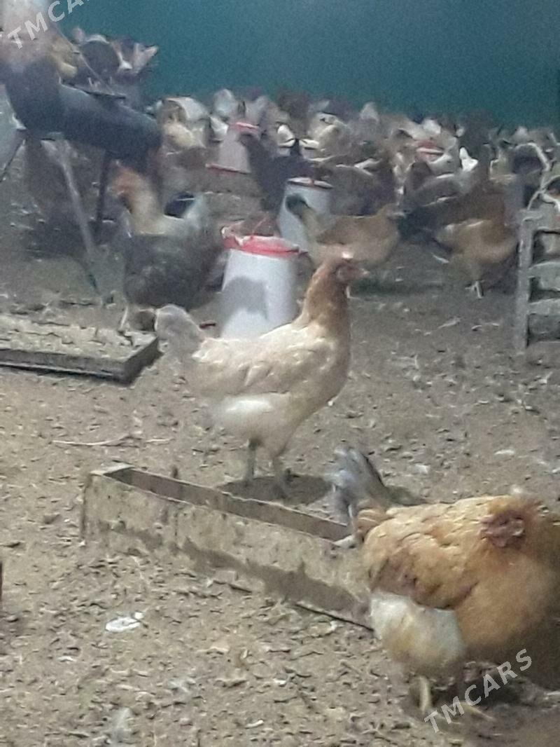 Towuk - Bäherden - img 1