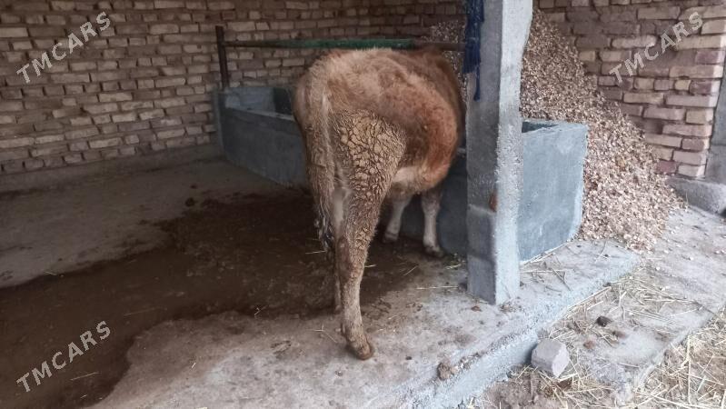 goleli sygyr - Бабадайхан - img 1