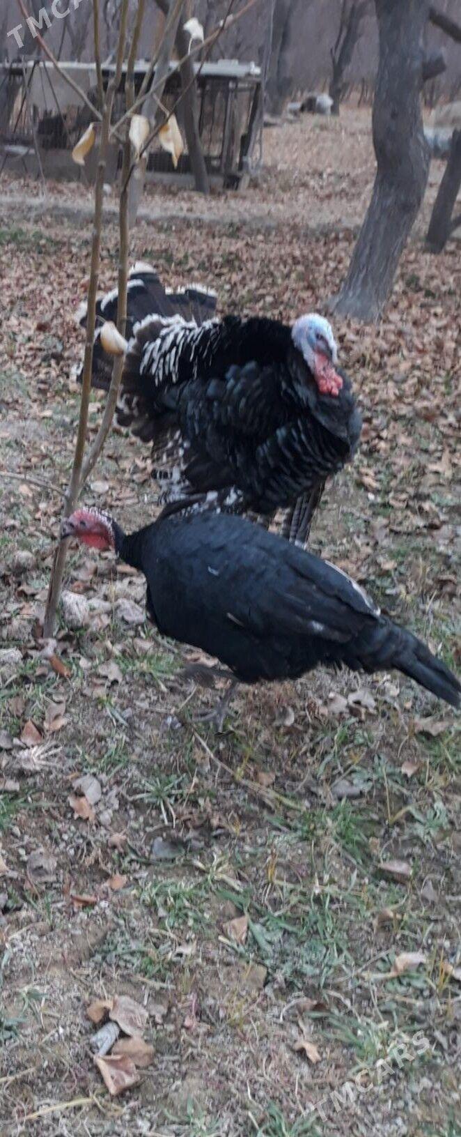 İnduk - Саят - img 1