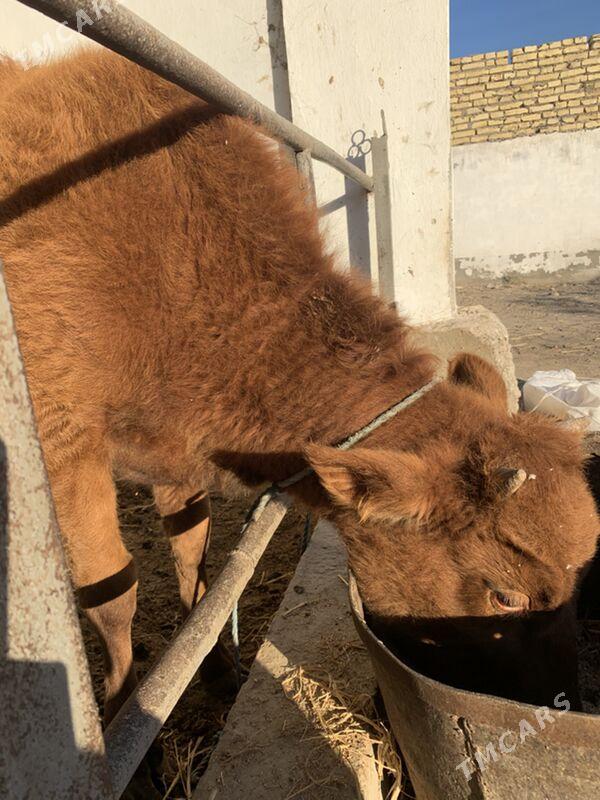 unajynlar - Туркменабат - img 1