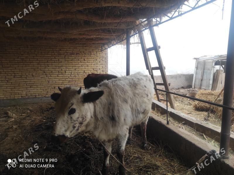 unajyn - Фарап - img 1