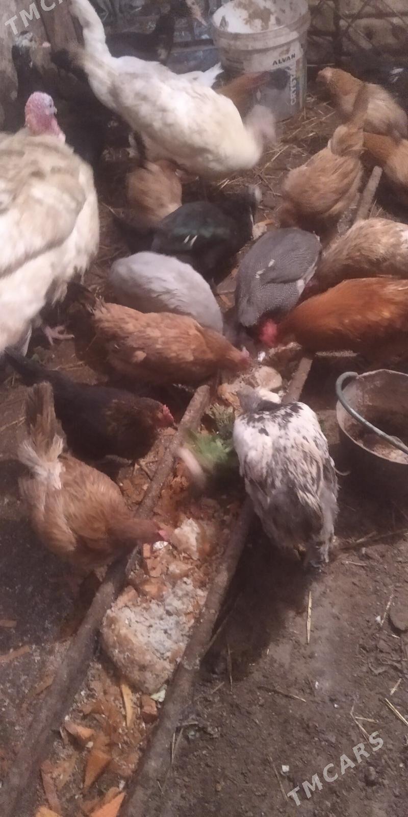 towuk - Гызыларбат - img 1