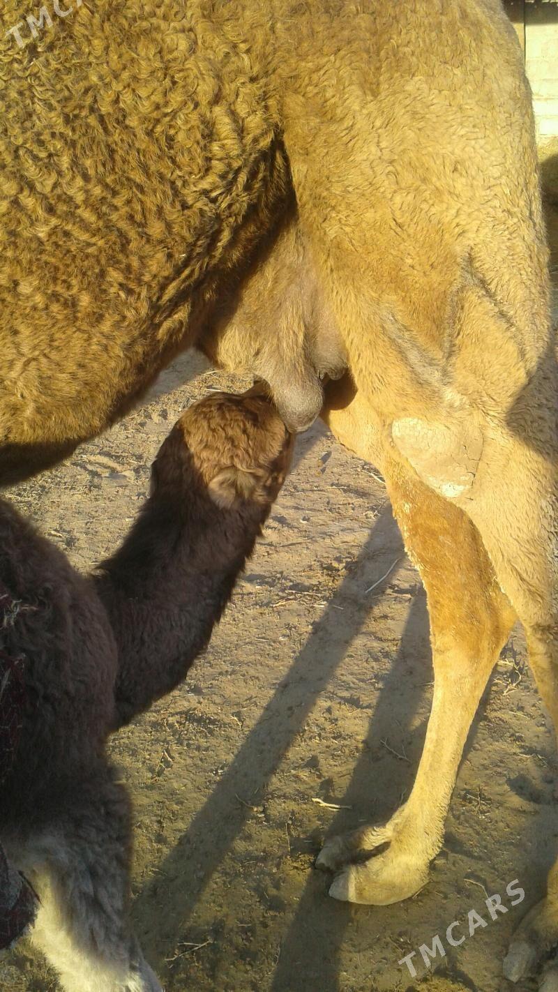 kösekli duye - Гумдаг - img 1