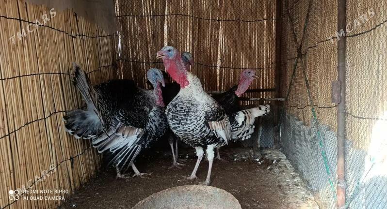 Induk - Mary - img 1